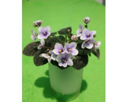 Saintpaulia velutina light 376
